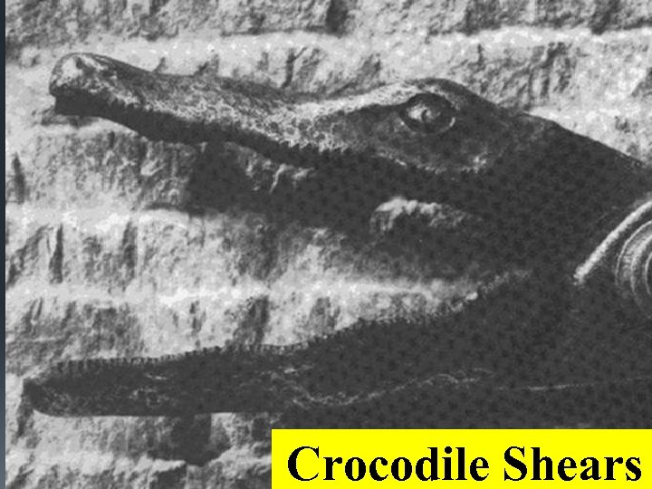 Crocodile Shears 