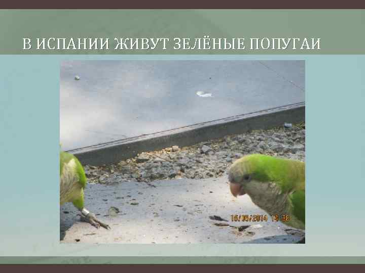 В ИСПАНИИ ЖИВУТ ЗЕЛЁНЫЕ ПОПУГАИ 