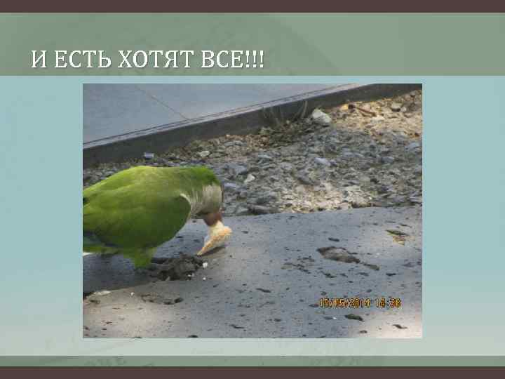 И ЕСТЬ ХОТЯТ ВСЕ!!! 