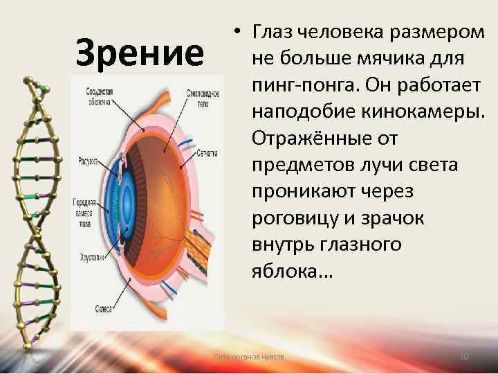 Зрение • Глаз человека размером не больше мячика для пинг-понга. Он работает наподобие кинокамеры.