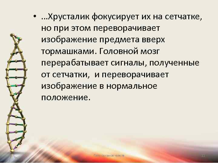  • …Хрусталик фокусирует их на сетчатке, но при этом переворачивает изображение предмета вверх