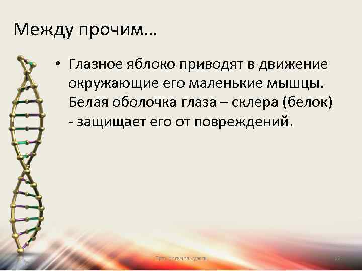 Между прочим… • Глазное яблоко приводят в движение окружающие его маленькие мышцы. Белая оболочка