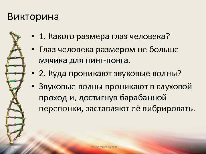 Викторина • 1. Какого размера глаз человека? • Глаз человека размером не больше мячика
