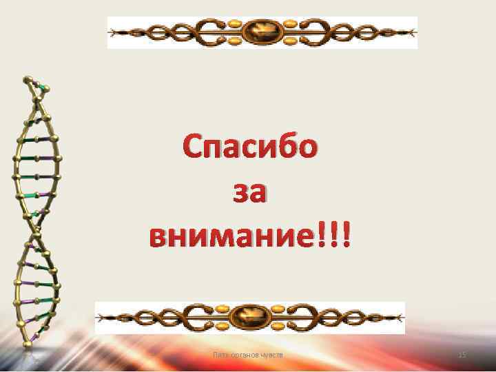 Спасибо за внимание!!! Пять органов чувств 15 