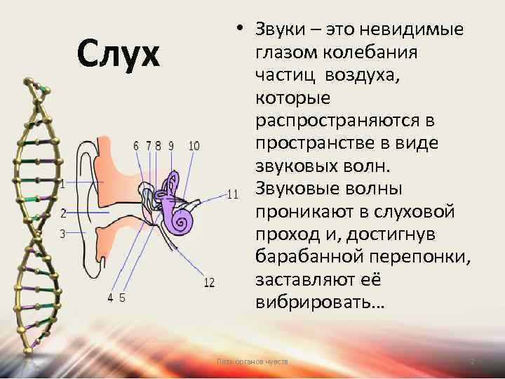 Слух • Звуки – это невидимые глазом колебания частиц воздуха, которые распространяются в пространстве