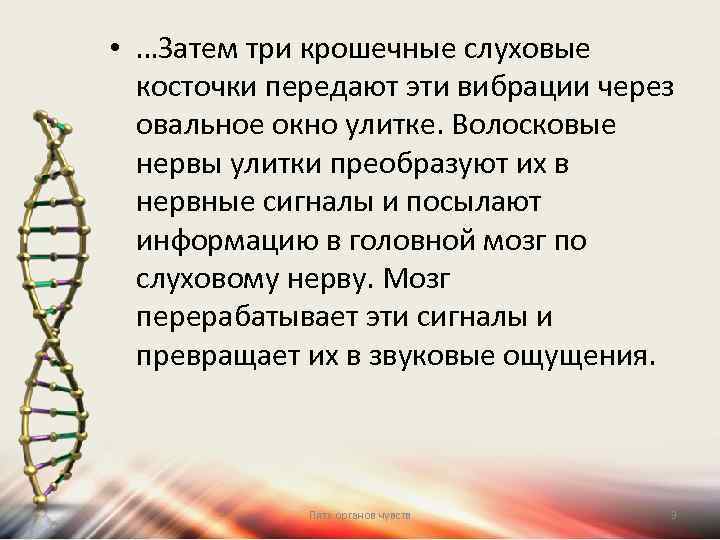  • …Затем три крошечные слуховые косточки передают эти вибрации через овальное окно улитке.