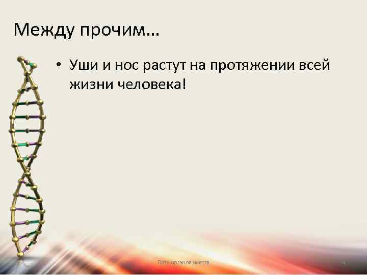 Между прочим… • Уши и нос растут на протяжении всей жизни человека! Пять органов