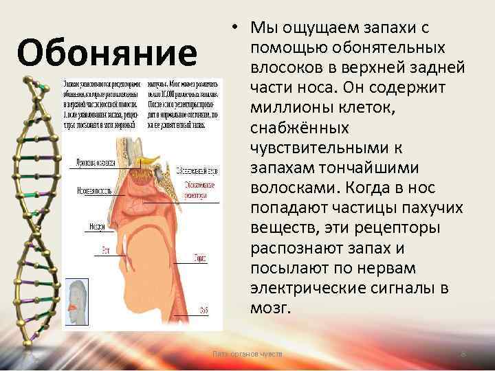 Почему нос не чувствует запахов