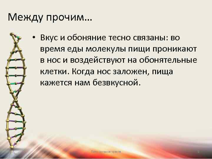 Между прочим… • Вкус и обоняние тесно связаны: во время еды молекулы пищи проникают