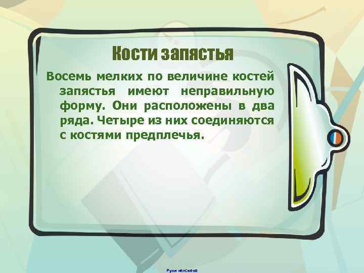 Кости запястья Восемь мелких по величине костей запястья имеют неправильную форму. Они расположены в