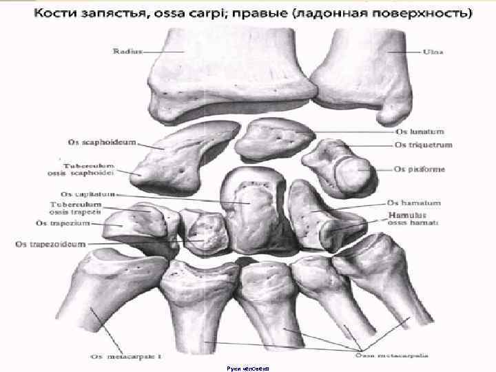 Руки человека 