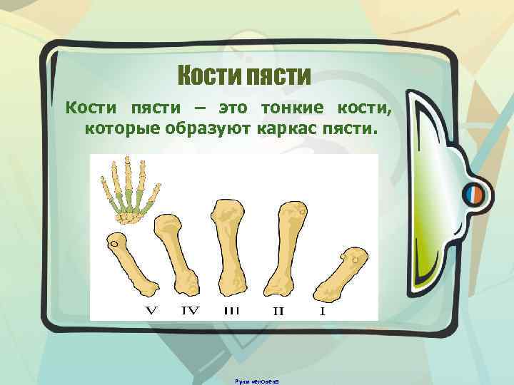 Почему кости. Кости пясти. Что делать если тонкая кость.