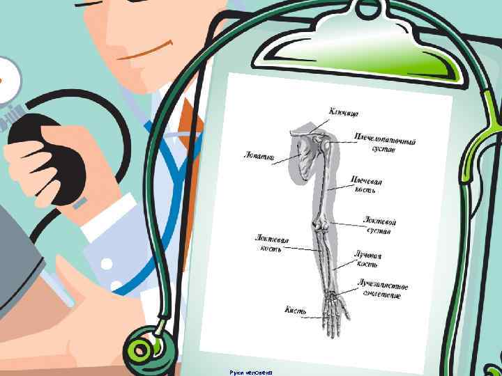 Руки человека 