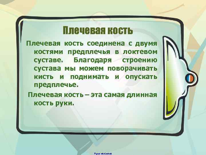 Плечевая кость соединена с двумя костями предплечья в локтевом суставе. Благодаря строению сустава мы