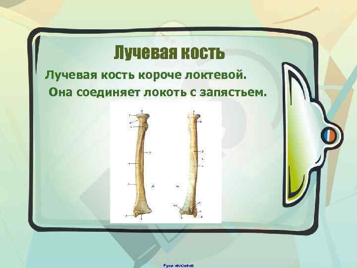 Лучевая кость короче локтевой. Она соединяет локоть с запястьем. Руки человека 