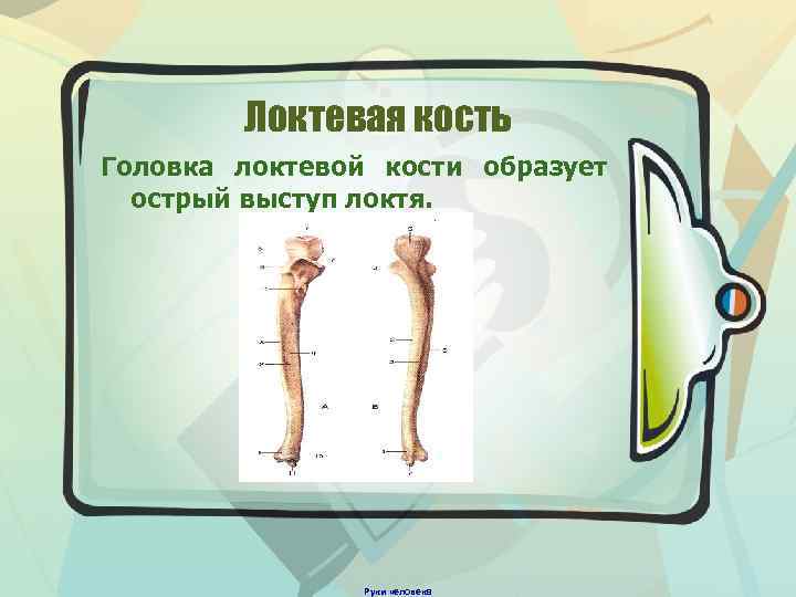 Локтевая кость Головка локтевой кости образует острый выступ локтя. Руки человека 