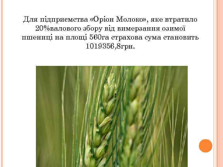Для підприємства «Оріон Молоко» , яке втратило 20%валового збору від вимерзання озимої пшениці на
