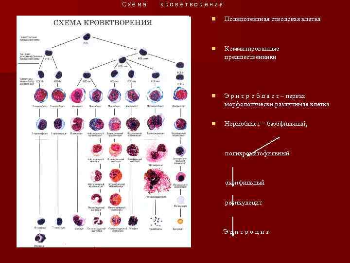 Схема кроветворения n Полипотентная стволовая клетка n Коммитированные предшественники n Э р и т