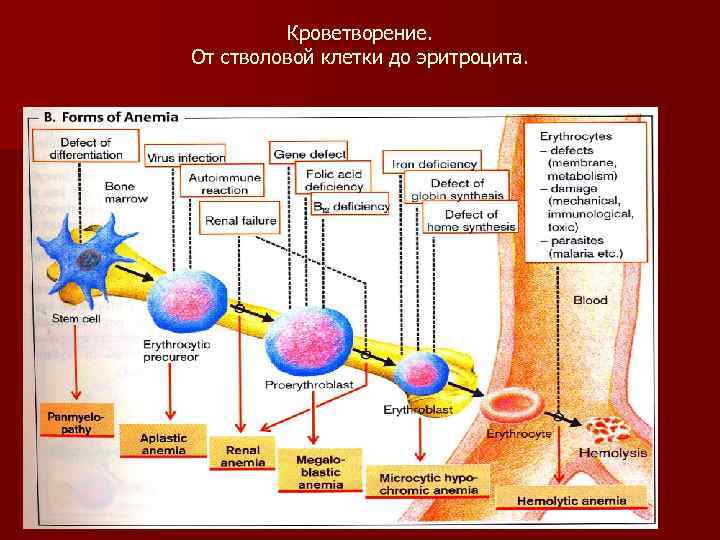 Схема кроветворения по воробьеву