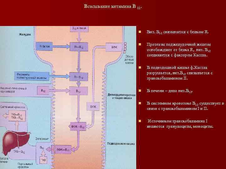 Нарушение всасывание витаминов. Всасывание витамина в12. Этапы всасывания витаминов.