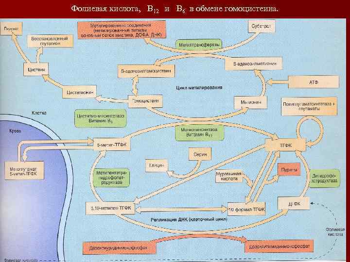 Фолиевая кислота, В 12 и В 6 в обмене гомоцистеина. 