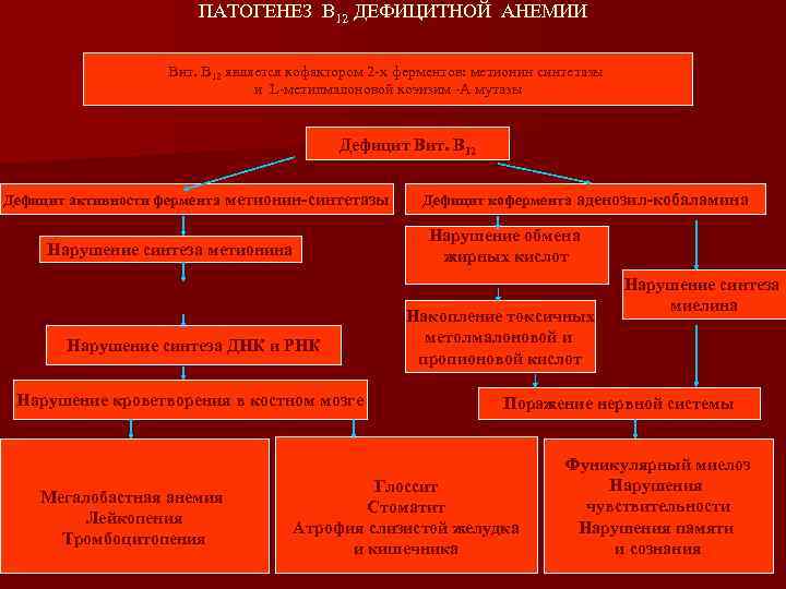 ПАТОГЕНЕЗ В 12 ДЕФИЦИТНОЙ АНЕМИИ Вит. В 12 является кофактором 2 -х ферментов: метионин