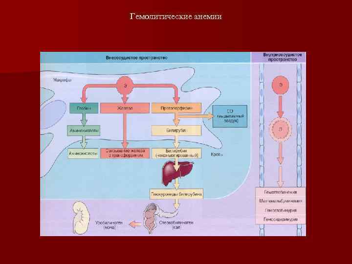 Гемолитические анемии 