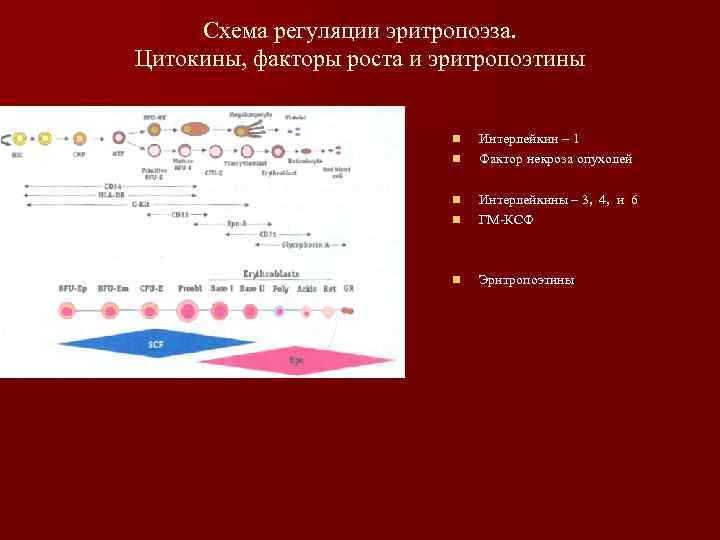 Схема регуляции эритропоэза. Цитокины, факторы роста и эритропоэтины n n Интерлейкин – 1 Фактор