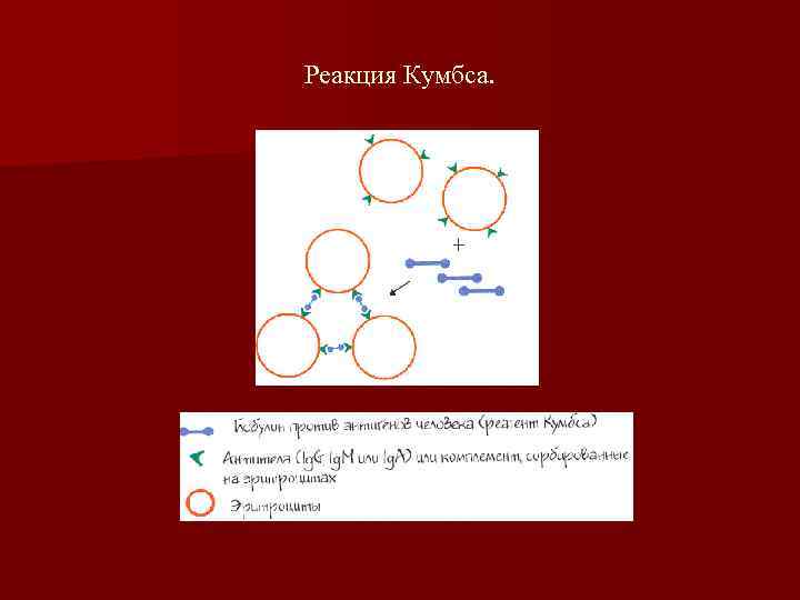 Реакция Кумбса. 