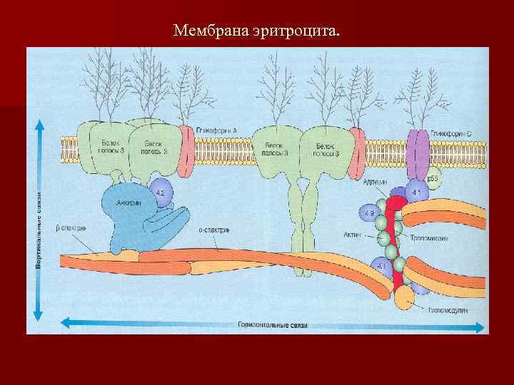 Мембрана эритроцита. 