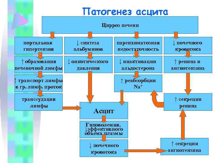 Патогенез асцита Цирроз печени портальная гипертензия ↓ синтеза альбуминов паренхиматозная недостаточность ↓ почечного кровотока