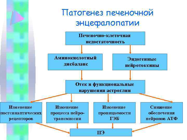 Патогенез печеночной энцефалопатии Печеночно-клеточная недостаточность Аминокислотный дисбаланс Эндогенные нейротоксины Отек и функциональные нарушения астроглии