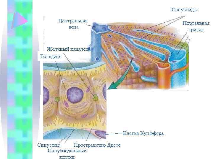 Синусоиды Центральная вена Портальная триада Желчный каналец Гольджи Клетка Купффера Синусоид Пространство Диссе Синусоидальные