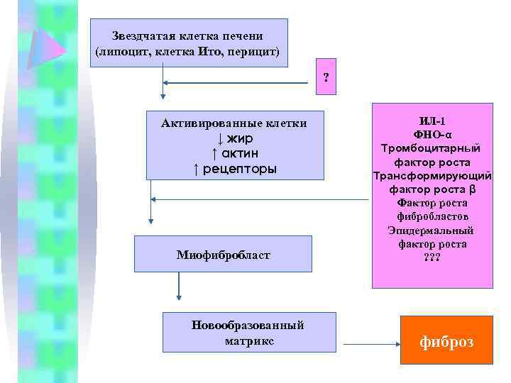 Звездчатая клетка печени (липоцит, клетка Ито, перицит) ? Активированные клетки ↓ жир ↑ актин