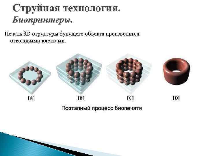 Струйная технология. Биопринтеры. Печать 3 D-структуры будущего объекта производится стволовыми клетками. 