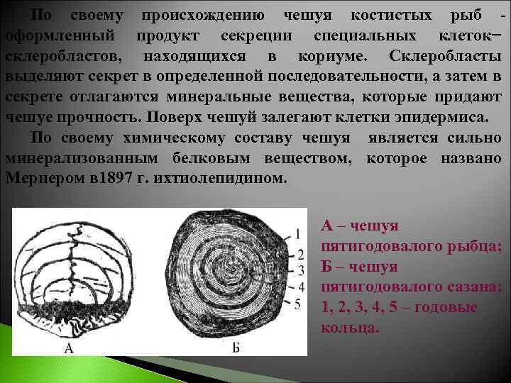 По своему происхождению чешуя костистых рыб оформленный продукт секреции специальных клеток− склеробластов, находящихся в