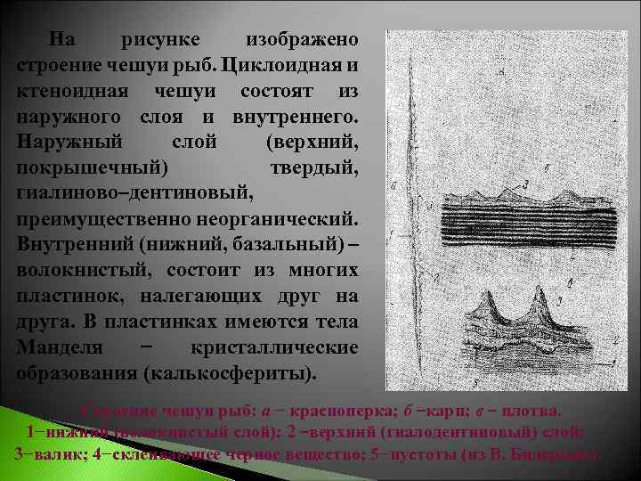 На рисунке изображено строение чешуи рыб. Циклоидная и ктеноидная чешуи состоят из наружного слоя