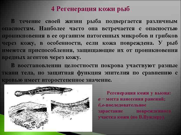 4 Регенерация кожи рыб В течение своей жизни рыба подвергается различным опасностям. Наиболее часто