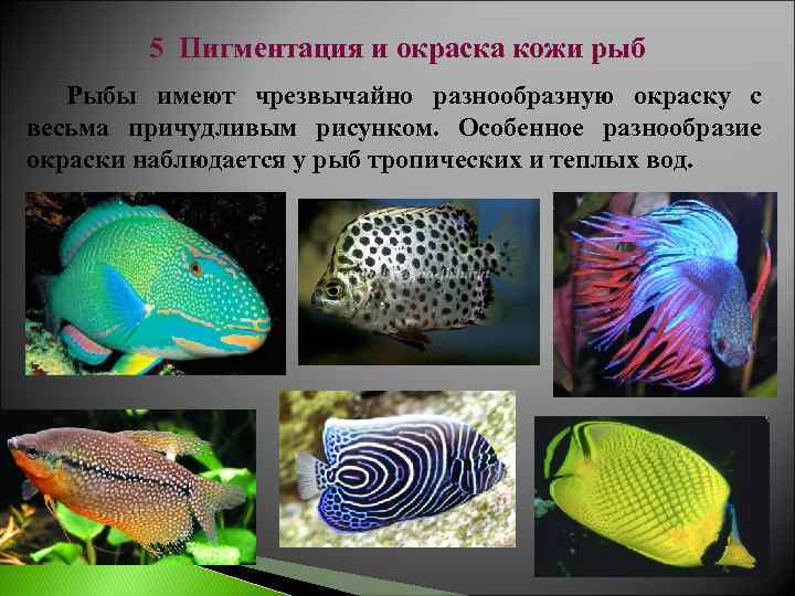 Рыбы разной окраской. Особенности окраски рыб. Окраска рыб в связи с их образом жизни. Какую окраску имеют рыбы