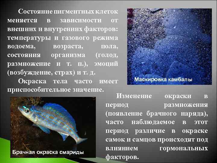 Состояние пигментных клеток меняется в зависимости от внешних и внутренних факторов: температуры и газового