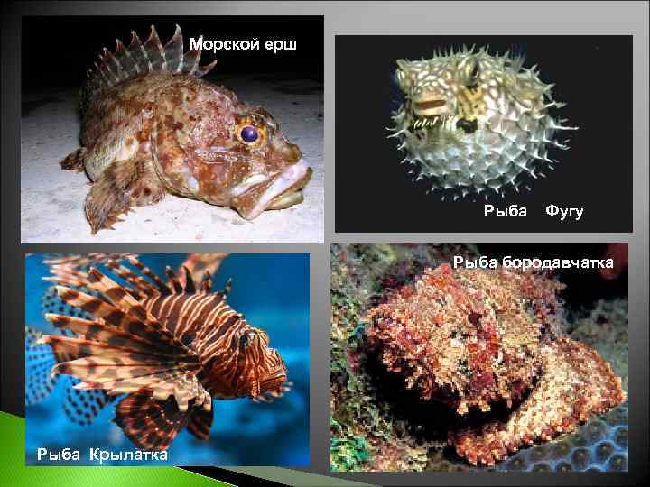 Морской ерш Рыба Фугу Рыба бородавчатка Рыба Крылатка 