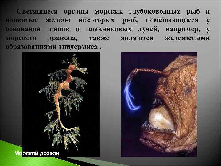 Светящиеся органы морских глубоководных рыб и ядовитые железы некоторых рыб, помещающиеся у основания шипов