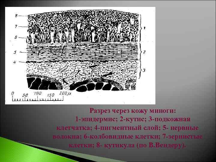 Разрез через кожу миноги: 1 -эпидермис; 2 -кутис; 3 -подкожная клетчатка; 4 -пигментный слой;