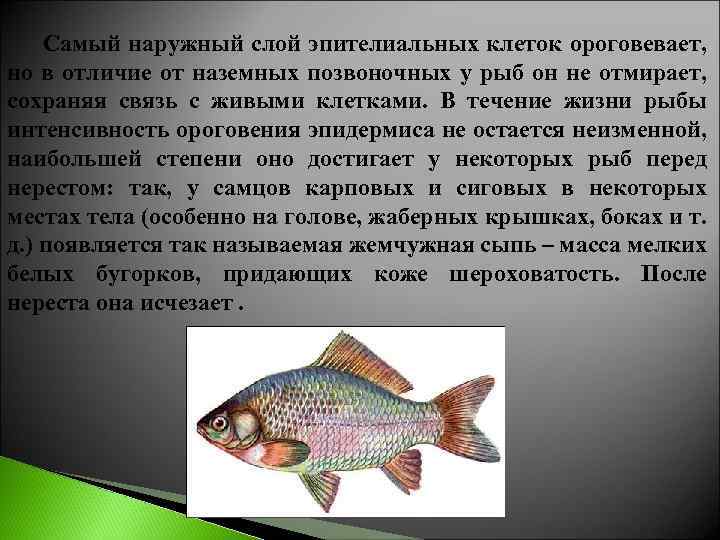 Самый наружный слой эпителиальных клеток ороговевает, но в отличие от наземных позвоночных у рыб