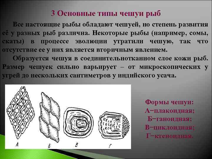 Виды чешуек. Типы чешуи. Разновидности чешуи рыб. Типы чешуек у рыб. Форма чешуи рыб.