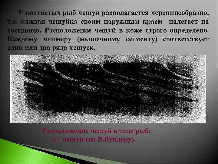 У костистых рыб чешуя располагается черепицеобразно, т. е. каждая чешуйка своим наружным краем налегает