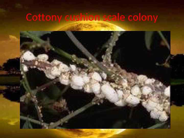 Cottony cushion scale colony 