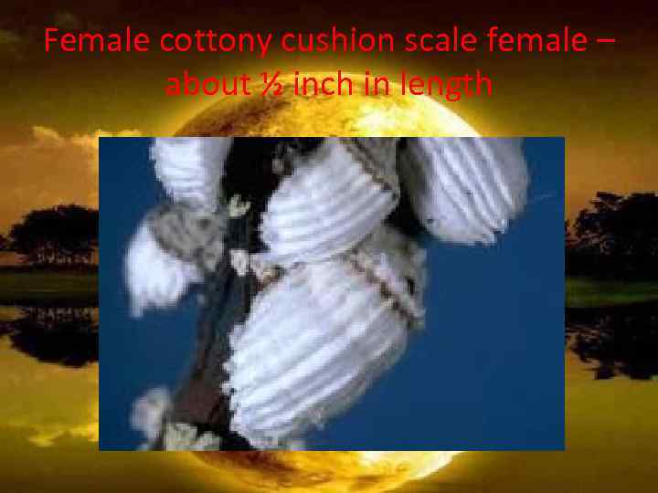Female cottony cushion scale female – about ½ inch in length 