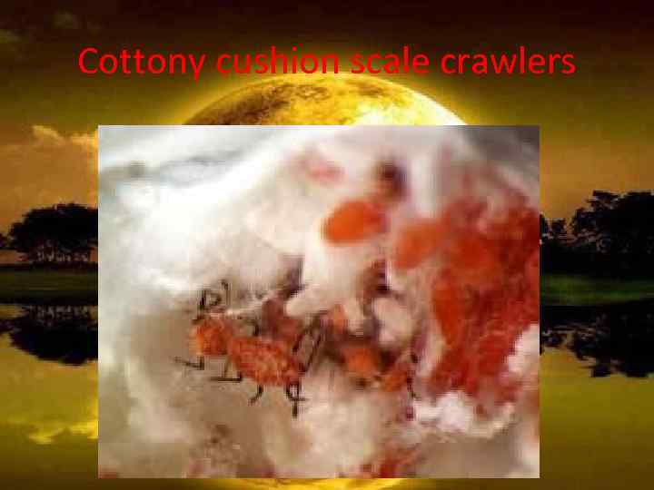 Cottony cushion scale crawlers 