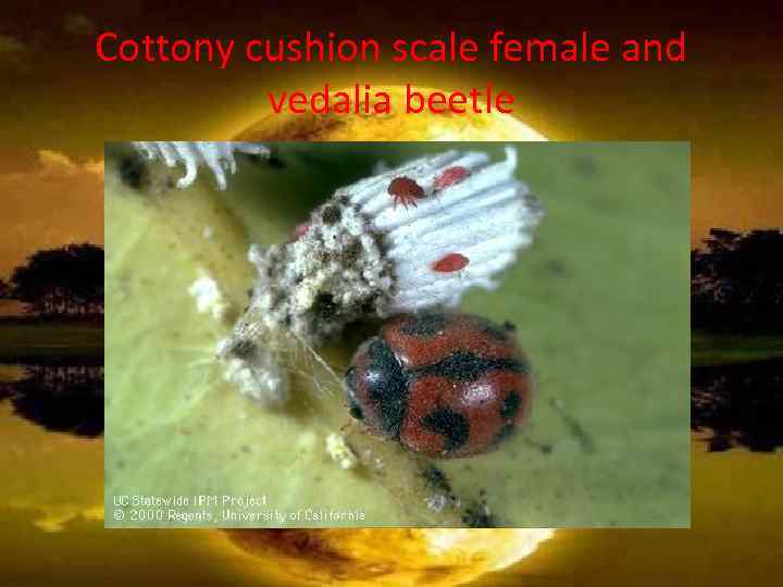 Cottony cushion scale female and vedalia beetle 